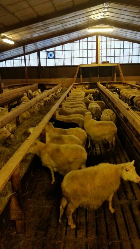 15826100_10211904374189757_2201716687686788311_n