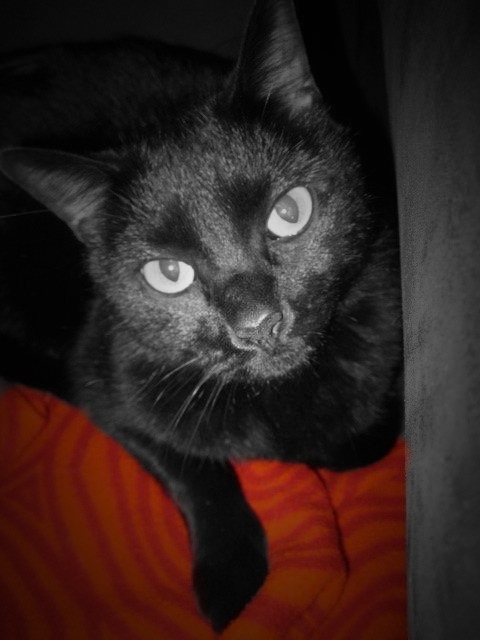 colorsplashexportedimage-2