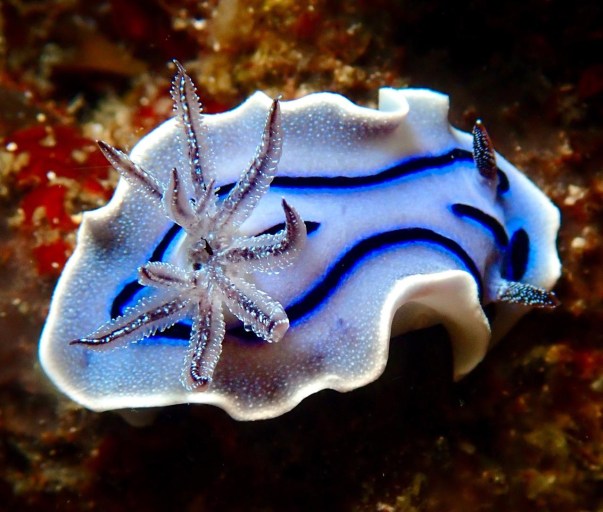 So many nudis, and I'm not doing this blog justice because I'm only sharing a few pics my friends took